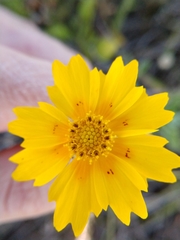 Coreopsis nuecensis