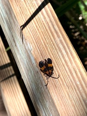 Calopteron discrepans