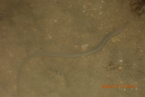 Scolecenchelys macroptera observed 2026-07-13