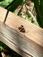 Calopteron discrepans