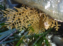 Abietinaria