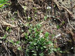 Arabidopsis halleri