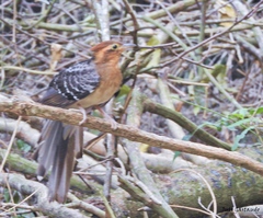 Dromococcyx pavoninus