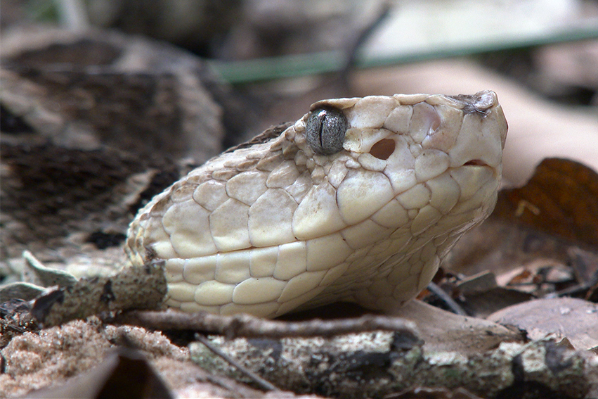 Bolivian Lancehead
