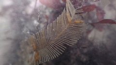 Aglaophenia latirostris