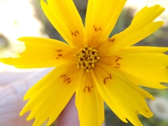 Coreopsis nuecensis