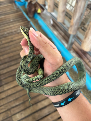 Golden Tree Snake