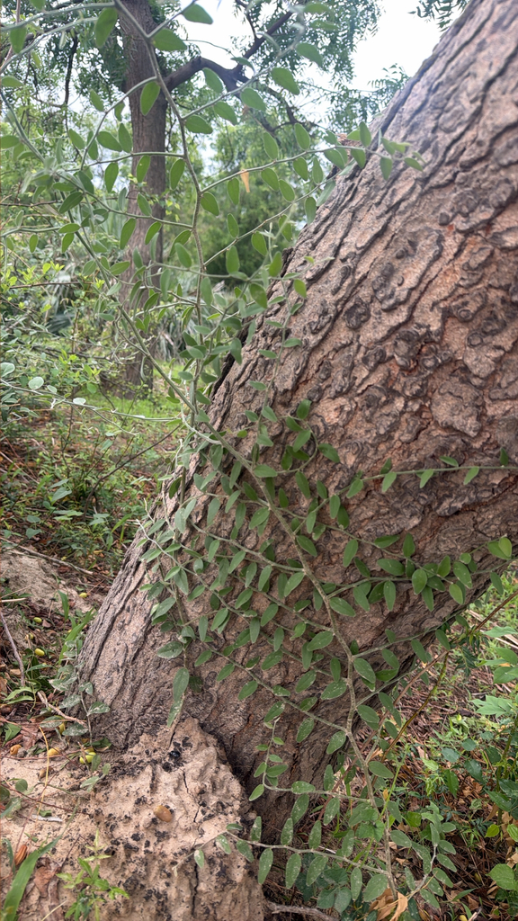 Capparis tomentosa, Bade, Yobe, NG, by Sulaiman Inuwa Muhammad