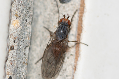 Tephrochlamys flavipes