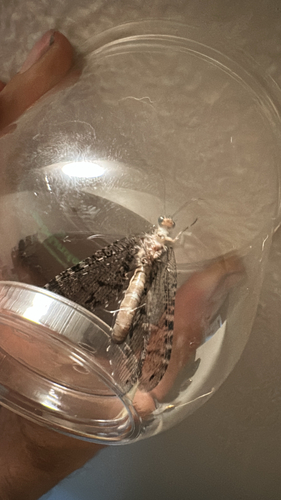 iNaturalist observation photo of Antlions, Lacewings, and Allies