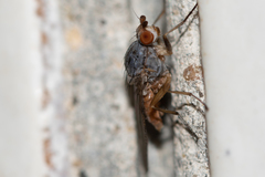 Tephrochlamys flavipes