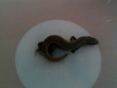 Oligosoma