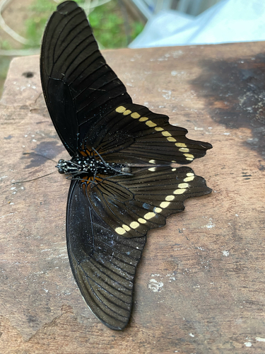 Narrow Green-banded Swallowtail