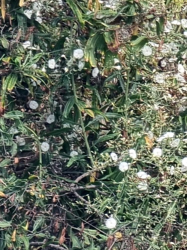 Convolvulus floridus, photograph 1