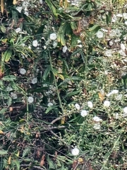 Convolvulus floridus