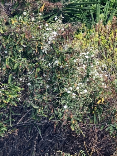 Convolvulus floridus, photograph 2
