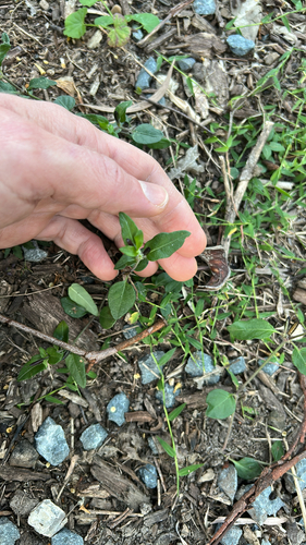 Brunoniella australis, 2026-07-13