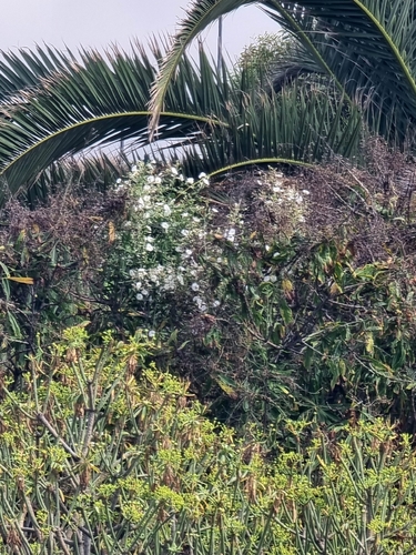 Convolvulus floridus, photograph 5