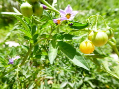 Solanum radicans