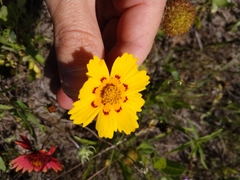 Coreopsis nuecensis