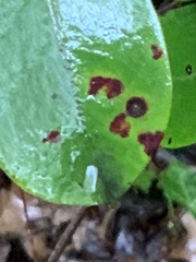 Diaporthe kalmiae