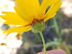 Coreopsis nuecensis