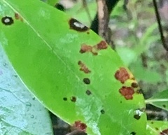 Diaporthe kalmiae