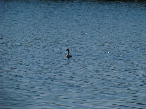 Great Crested Grebe