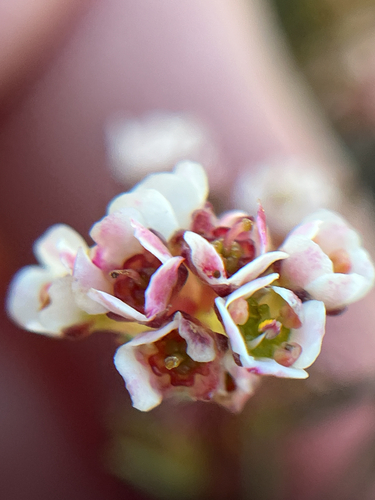 Diosma hirsuta, photograph 6