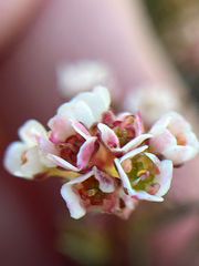 Diosma hirsuta, photograph (c) André Deschodt, some rights reserved (CC BY)