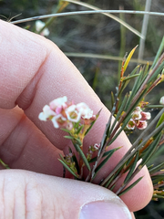 Diosma hirsuta, photograph (c) André Deschodt, some rights reserved (CC BY)