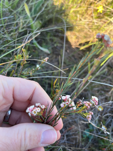 Diosma hirsuta, photograph 3