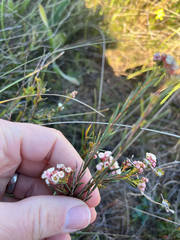 Diosma hirsuta, photograph (c) André Deschodt, some rights reserved (CC BY)