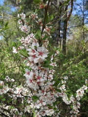 Prunus tomentosa