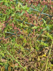 Patellifolia procumbens, photograph (c) Vítor Jorge, some rights reserved (CC BY)