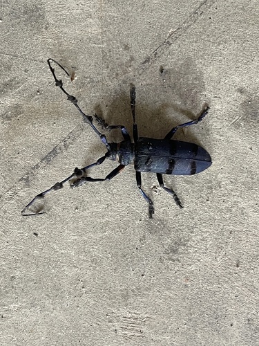 Fabulous Longhorn Beetle