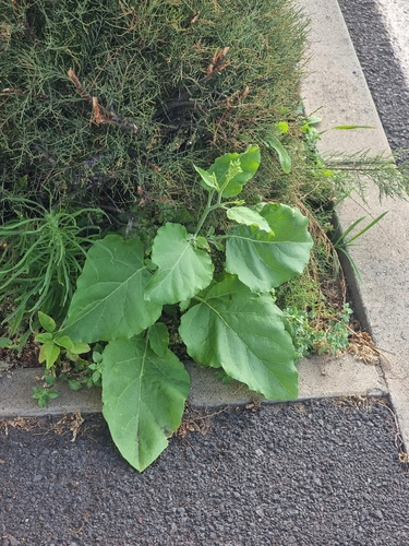 Nicotiana paniculata, photograph 1