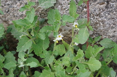Solanum physalifolium nitidibaccatum