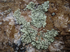 Lecanora sierrae