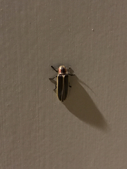 Pyractomena punctiventris