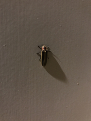 Pyractomena punctiventris