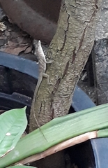 Anolis aeneus