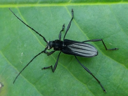 Listroptera
