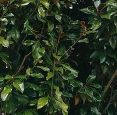 Magnolia grandiflora