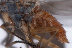 Tephrochlamys flavipes