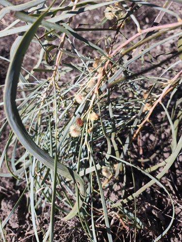 shoestring acacia
