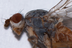 Tephrochlamys flavipes