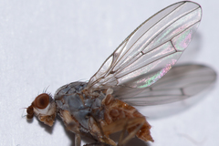 Tephrochlamys flavipes