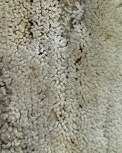 Ceratiomyxa fruticulosa observed 2026-07-12