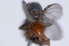 Tephrochlamys flavipes